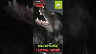 🕵️‍♂️💥🐶😲Décryptage Choc - Ne vous trompez pas ! #comportementcanin #chien #monchien #monchienmavie