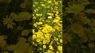 Wildflowers in Southern California