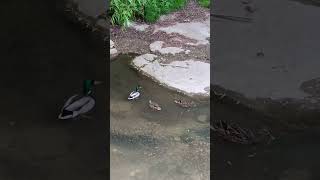 Водные процедуры 🐦🦆🦜