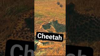 Guepard | Funny Cheetah Sound Wild Animals #shorts #wildlife #cheetah