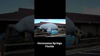 WORLD'S LARGEST MANATEE Homosassa Springs, Florida! Diggin' w/ Rob! #short