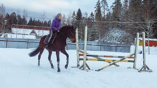 Работа молодой лошади. Работа под верхом и в руках.