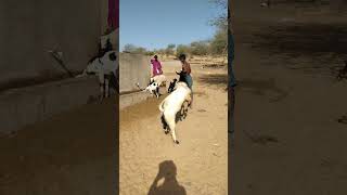 Bakra Fights Man! #shorts  #BakraVsMan #AnimalEncounter #UnexpectedFight #shortvideo