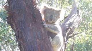 Koala climbing a tree at Cleland Park near Adelaide, South Australia