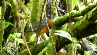 Thrush, Orange-headed1 - Zoothera citrina aurimacula