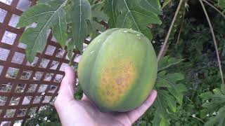 My Papayas are Beginning to Ripen! | #garden