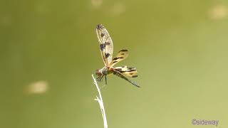 dragonfly.240601901p02np-rhyothemis variegata arria 斑麗翅蜻 (variegated flutterer 彩裳蜻蜓)-A001C02