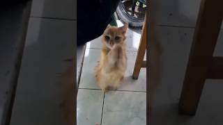 Funny and Polite Cat Asking for Food 🤣