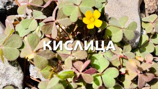 Кислица и её лекарственные свойства (Oxalis Spiralis) / Wood Sorrel