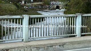 Ganaraska River Salmon Run 2023, Part 2: Fish Ladder