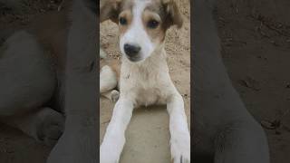 cute dog funny video 😀 #viralvideo #shortvideo #viralshort youtube shorts #video #dog #4kvideo