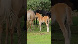 Adorable Baby Foal In The New Forest With Mom