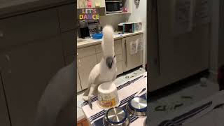 Смешной попугай/Funny parrot #recommended #parot #попугай