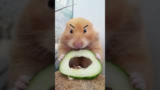 Angry hamster 🤣