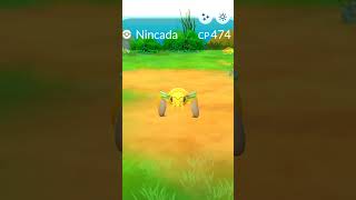 When I Caught Shiny Nincada from Wild in Pokemon Go 🤩✨ #shorts #pokemongo #youtubeshorts