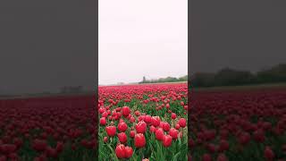 Holland tulips #shorts