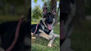 German Shepherd | Nosso Pastor Alemão está com 4 meses de idade #germanshepherd #pastoralemao