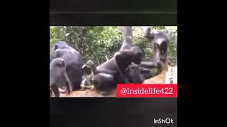 Watch how the monkeys are having sex like human being