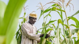 Building climate resilience in northeast Nigeria