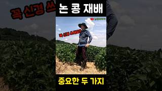 논 콩 농사 중요한 두 가지!