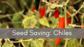 Seed Saving: Chiles