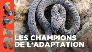 La mort au bout des crocs | Serpents venimeux d’Afrique | ARTE