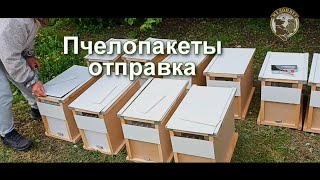 Отправляю пчелопакеты. Отзывы покупателей о купленных пчелопакетах. Пчелопакеты Buckfast B119