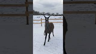 Playing and try tricks with our llama