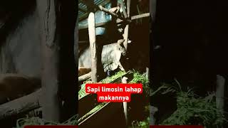 sapi limosin lahap makannya