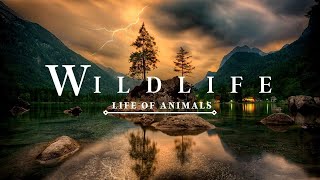 Wildlife In 4K - Animals That Call The Jungle Home | Amazon Rainforest | Relaxation Music l