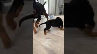 THE CUTE DOG EATING FOOD MOMENT #short #cutedog #dog #tiktokt #funny #moment