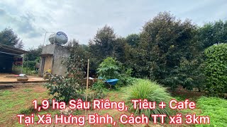 2,2 Sầu Riêng Đẹp, Trong Sổ  1,8 ha Cà Phê, Tiêu Đẹp Tại Xã Đắk Sin, ĐT 090372777