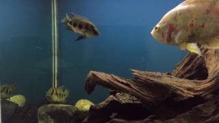 WC Hemichromis Elongatus pair (Nigeria) spawning.