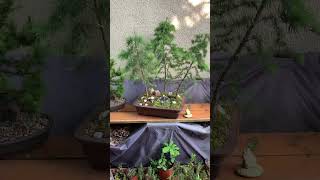 Japanese Larch Bonsai Forest group