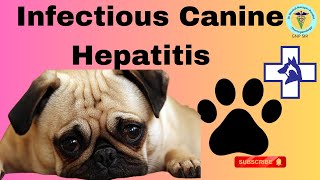 Dog Health Decoded: GNP Sir's Insights on Infectious Canine Hepatitis (Hard Pad Disease)