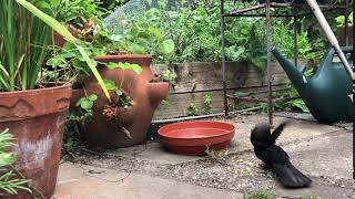 Feathered friends feeding - 06 July 2020