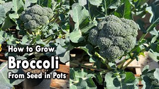 How to Grow Broccoli from Seed in Containers - From Seed to Harvest | Easy Planting Guide