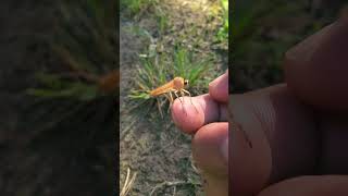 Picking up a long-legged fly! #HÂYÂHSCREATION #longleggedfly #fly #insect #bug #nature