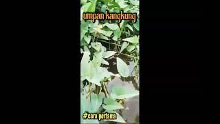 cara pasang umpan kangkung | #shorts @jokrinmancingliar8552