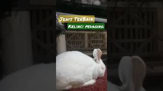 Jenis Kelinci Terbaik untuk Pedaging #shorts #kelinci #rabbit