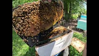 Shot Gun Hive Inspection