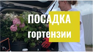 Посадка гортензий своими руками. Работа озеленителя в саду. Видео в формате #life #посадкагортензии