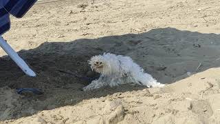 Funny funny  my puppy Baloo on the Venice beach