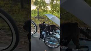 Dog Gets Cool New Bike Seat #shorts #bikelife