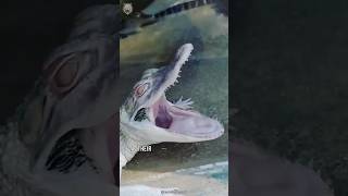 Albino Alligator 🐊 Albino Animals You Have Never Seen