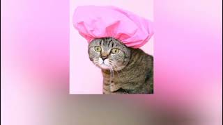 videos de gatos graciosos 😺#shorts #nala #cat #animals #catlover #gatos #viral #gato #cute #gata