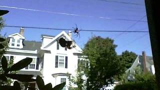 Spider mating behavior outside our dining room window