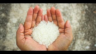 Determination of cooking quality of given rice: A Practical Guide for Beginners