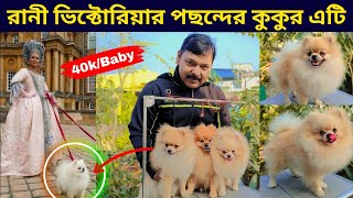 Toy Pomeranian original breed kennel in West Bengal. 😱 original toy Pomeranian in Kolkata.