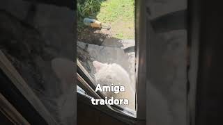 AMIGA TRAIDORA